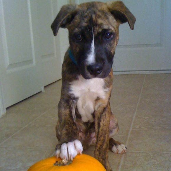 Meet your Posher, Anne - Picture 1 of 1